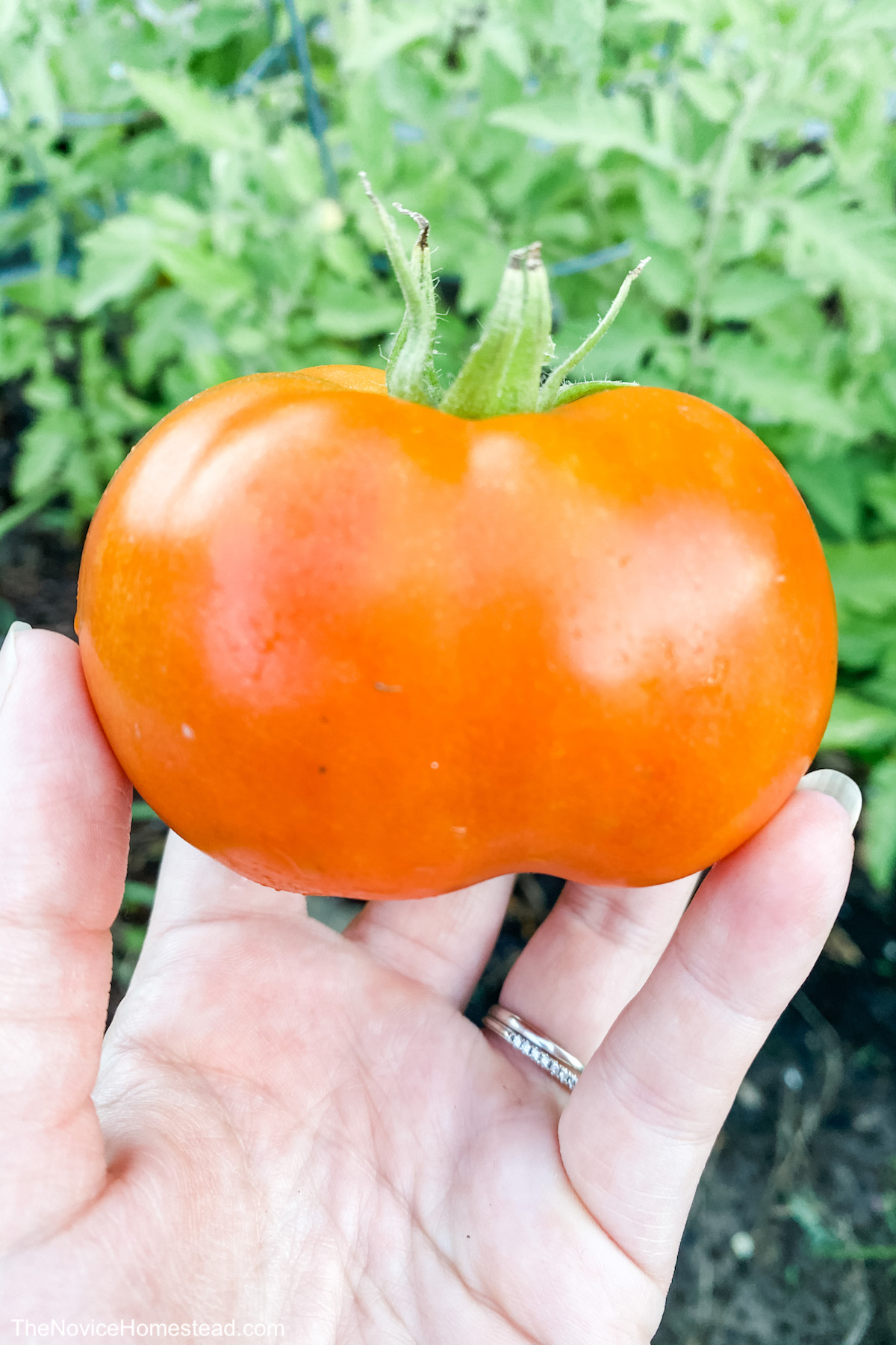 holding ripe tomato in hand