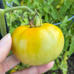 picking yellow tomato from vine