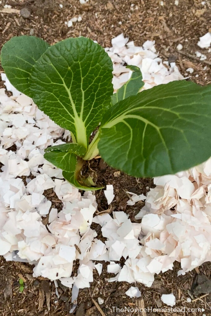 crushed eggshells around plants to keep slugs away