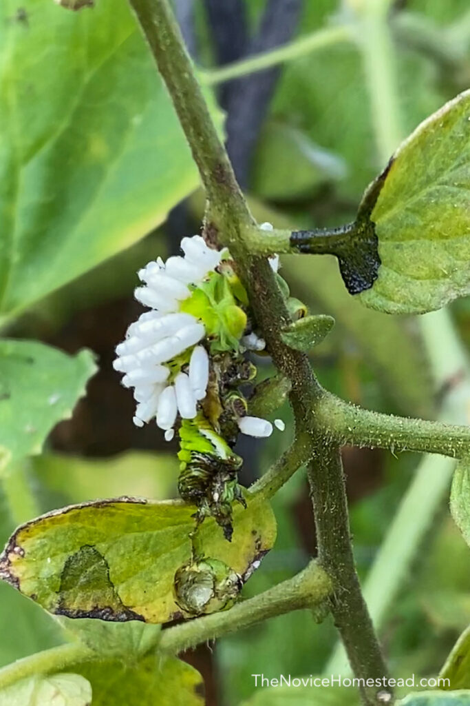 caterpillar being eaten by wasp larvae