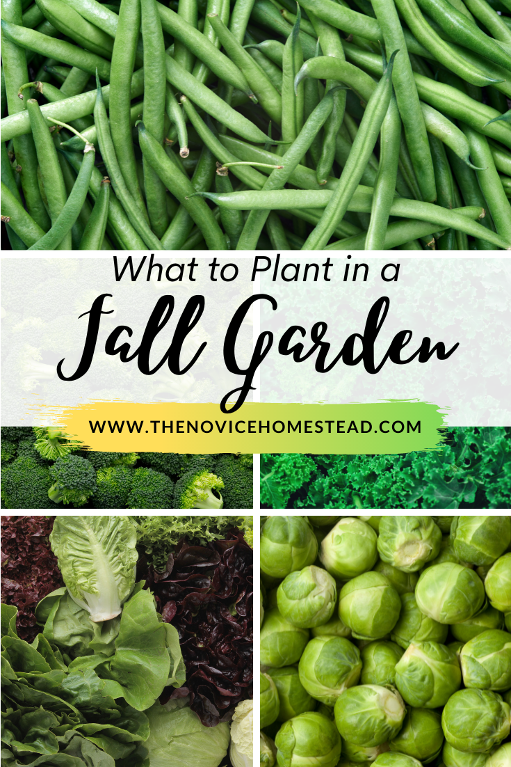 collage of garden crops; text overlay "What To Plant in a Fall Garden"