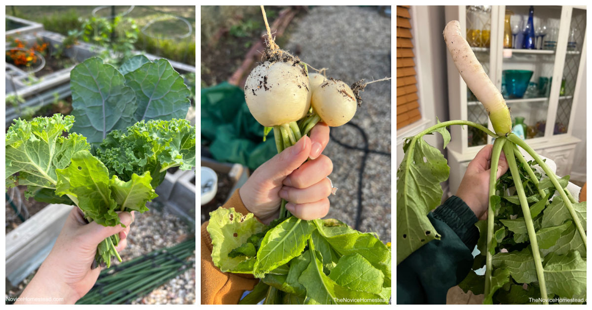 16 Vegetables to Plant in a Fall Garden - The Novice Homestead