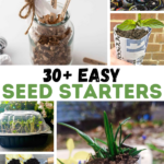 collage image of seedlings; text overlay "30+ Easy Seed Starters"