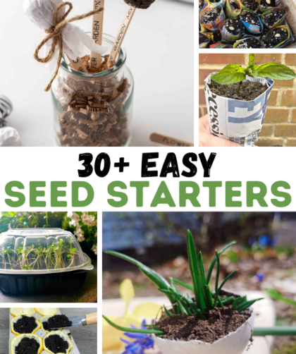 collage image of seedlings; text overlay "30+ Easy Seed Starters"