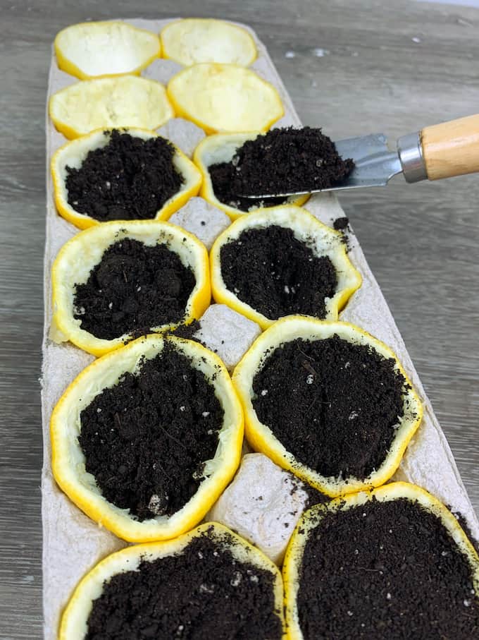 planting seeds in half of lemon peels