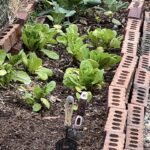 raised bed garden lined with red bricks