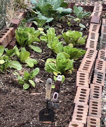 raised bed garden lined with red bricks