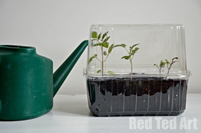 plastic seed starting tray and watering can