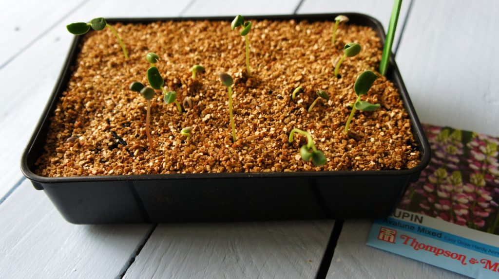 tray of dirt with seedlings sprouting
