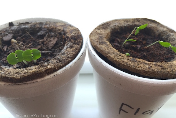 seedlings growing in cups