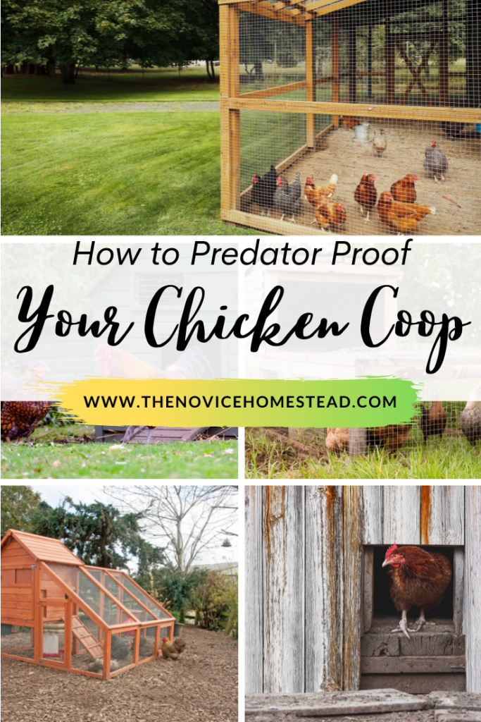 collage of images of chicken coops; text overlay "How to Predator Proof Your Chicken Coop"
