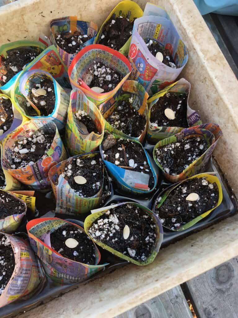 growing seeds in paper pots