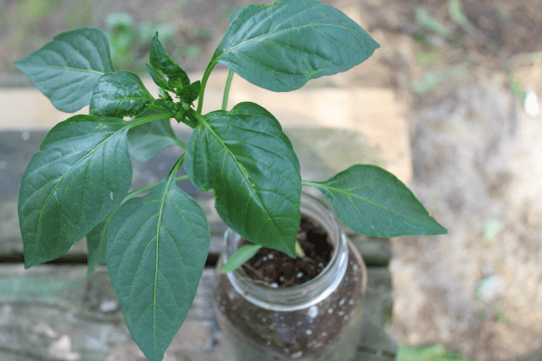 plant growing in a mason jar