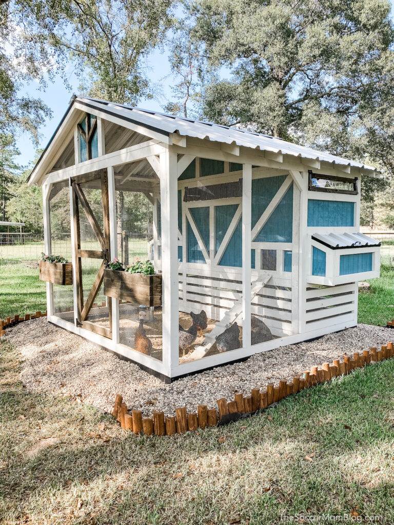blue and white wooden chicken coop