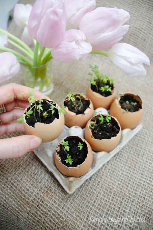 seedlings planted in eggshells