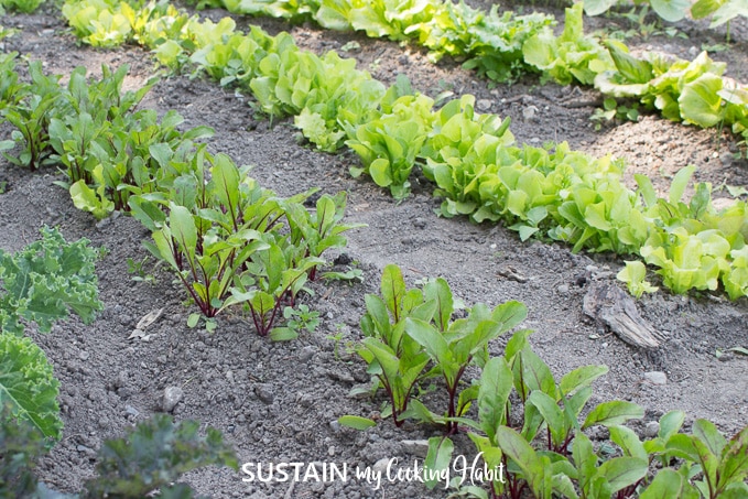 rows of lettuce in garden