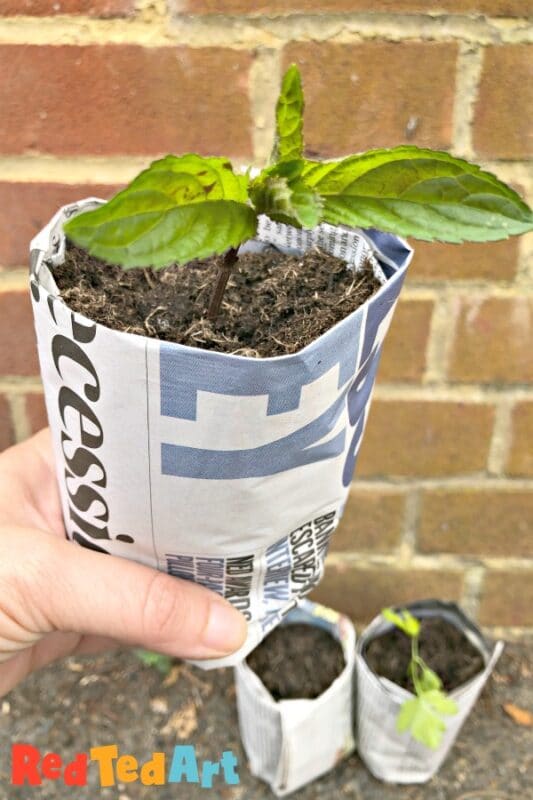 seedling growing in a pot made from newspaper
