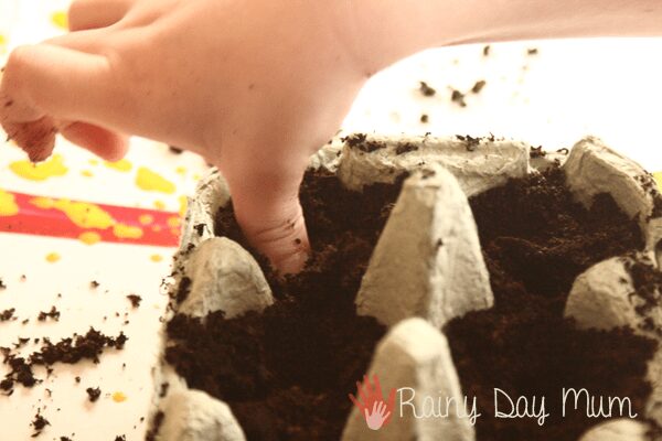 planting seeds in an egg carton