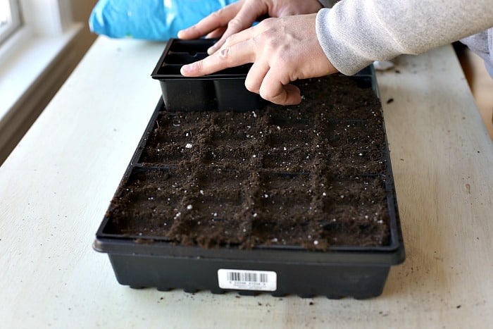 planting seeds in a large tray