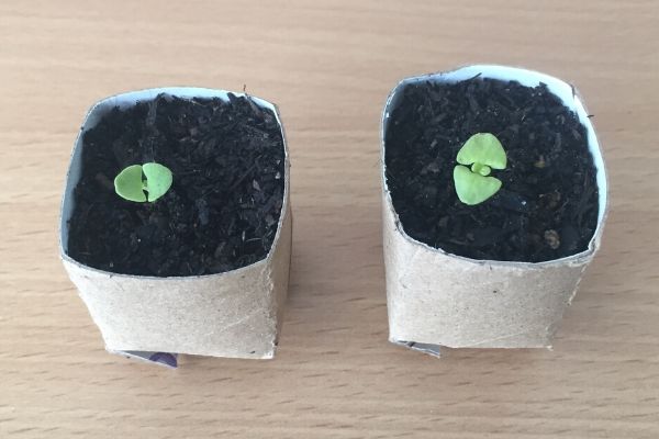 seed pots made from toilet paper rolls