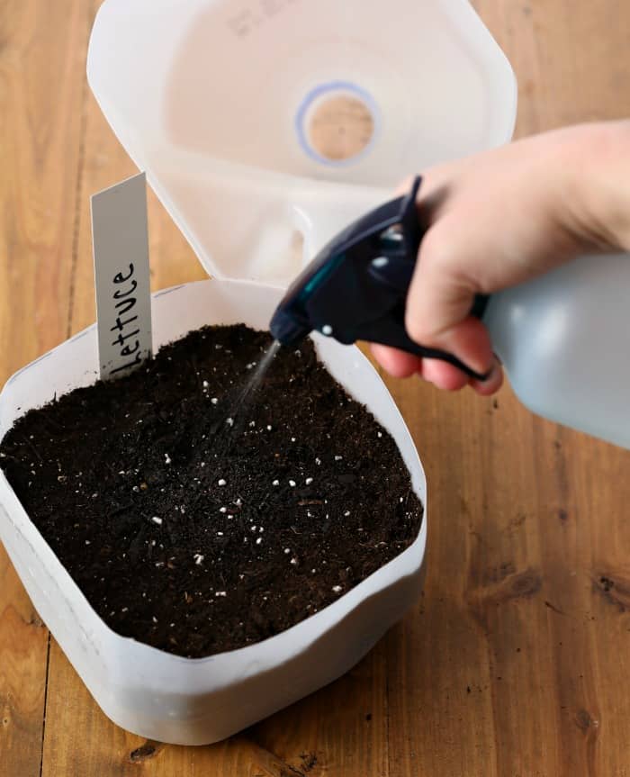 spraying water onto a small seedling pot