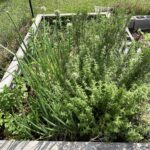 overgrown herb garden