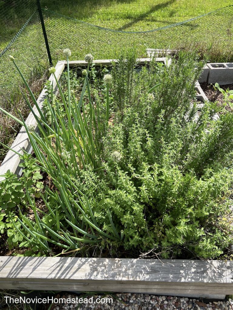 overgrown raised bed herb garden