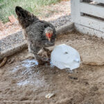 chicken playing in puddle next to block of ice