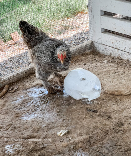 chicken playing in puddle next to block of ice