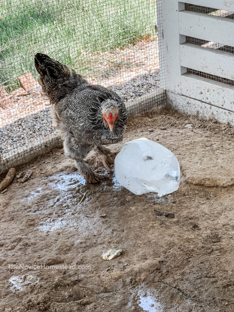 chicken standing next to a block of ice