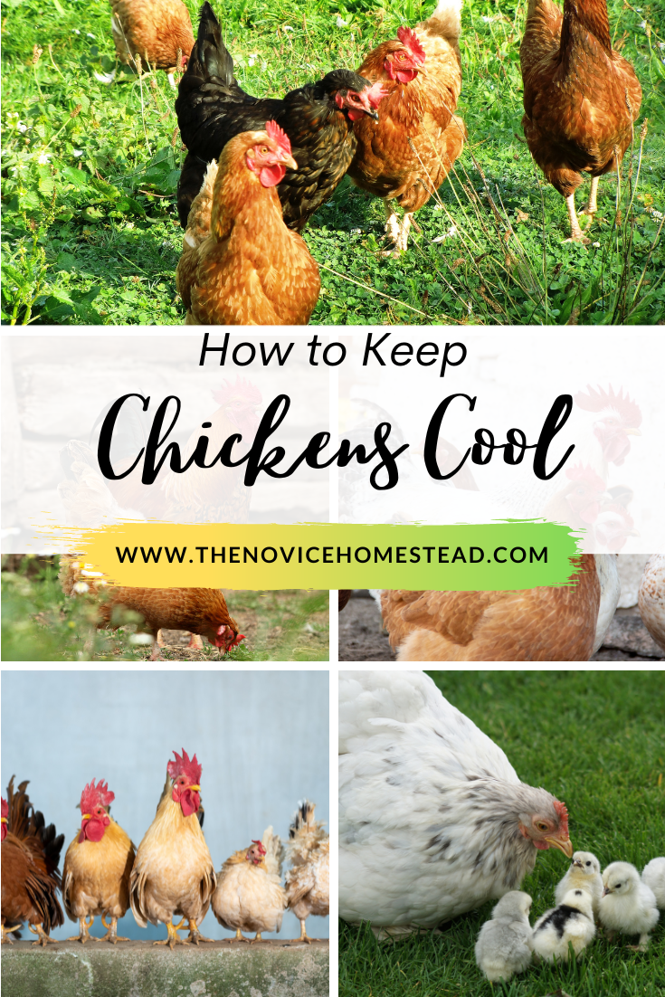 collage of chicken photos; text overlay "How to Keep Chickens Cool"