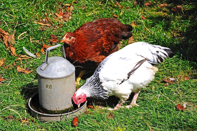 two chickens drinking from waterer