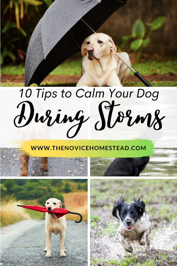 collage image with pictures of dogs; text overlay "10 Tips To Calm Your Dog During Storms"