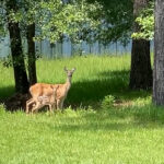 mother and baby deer standing in tall grass