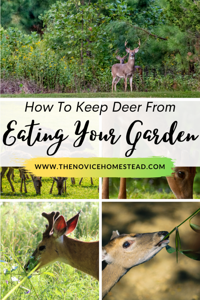 How To Keep Deer From Eating Your Garden, collage image of deer outside