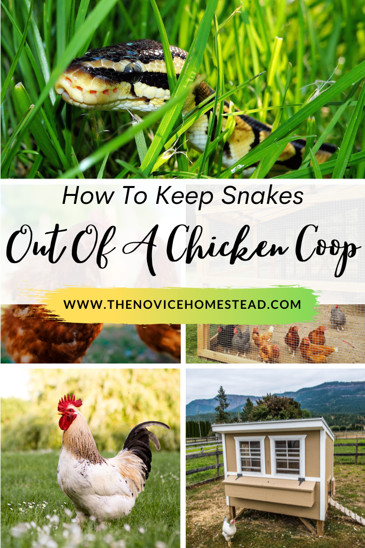 collage of chicken photos with text overlay "How to Keep Snakes Out Of A Chicken Coop"