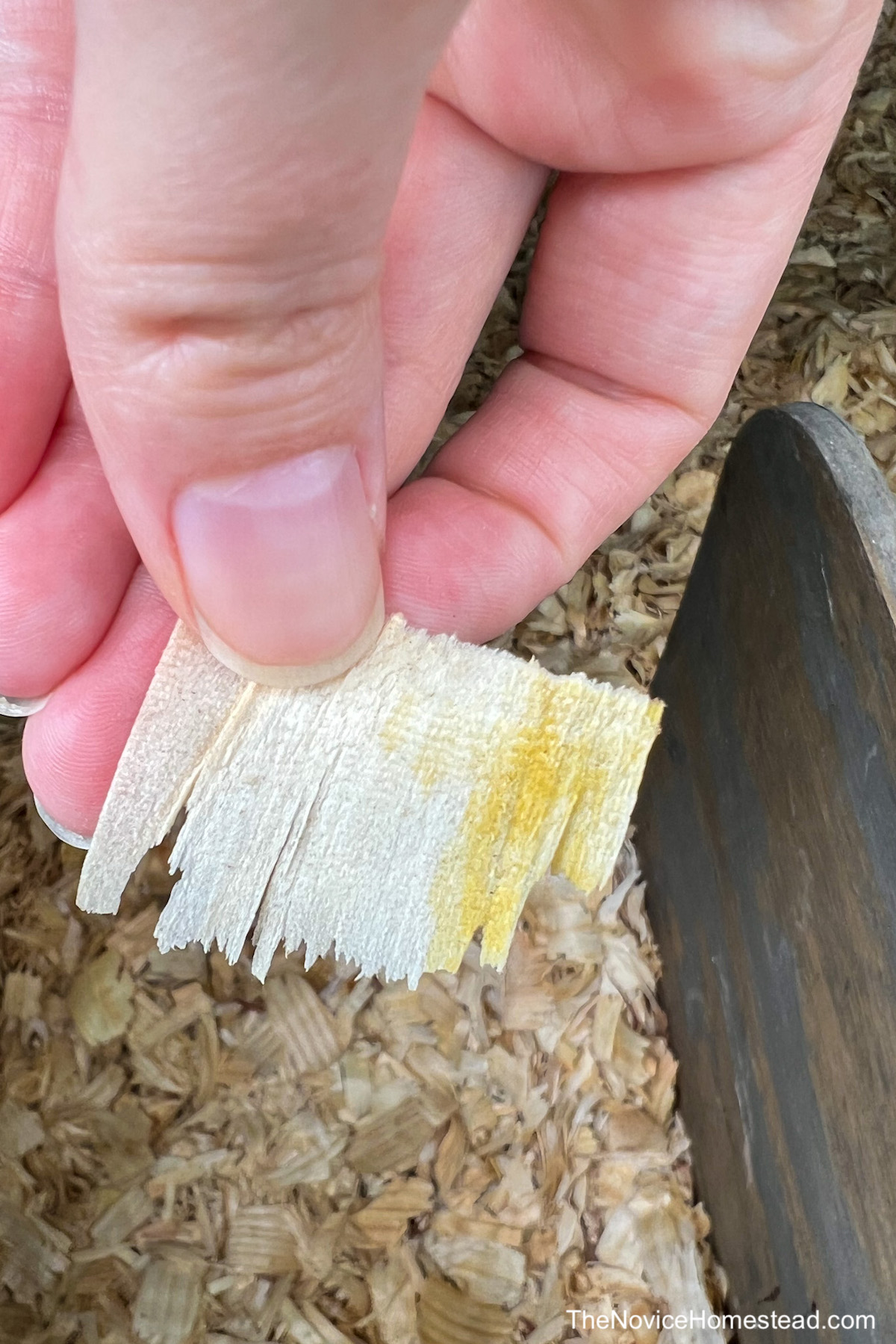 holding a piece of pine shaving, stained yellow by egg yolk