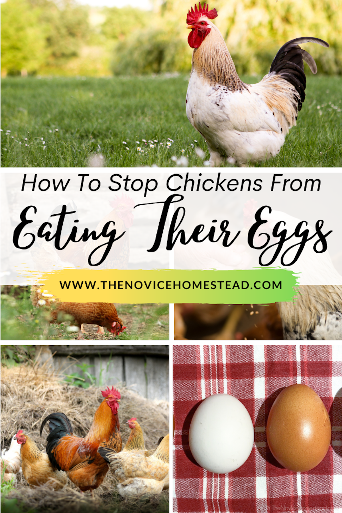 collage of chicken photos; text overlay "How to Stop Chickens From Eating Their Eggs"