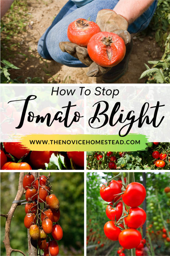 collage of images of diseased tomatoes; text overlay "How to Stop Tomato Blight"