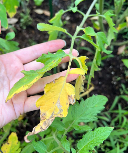 holding a tomato leaf that shows signs of tomato blight