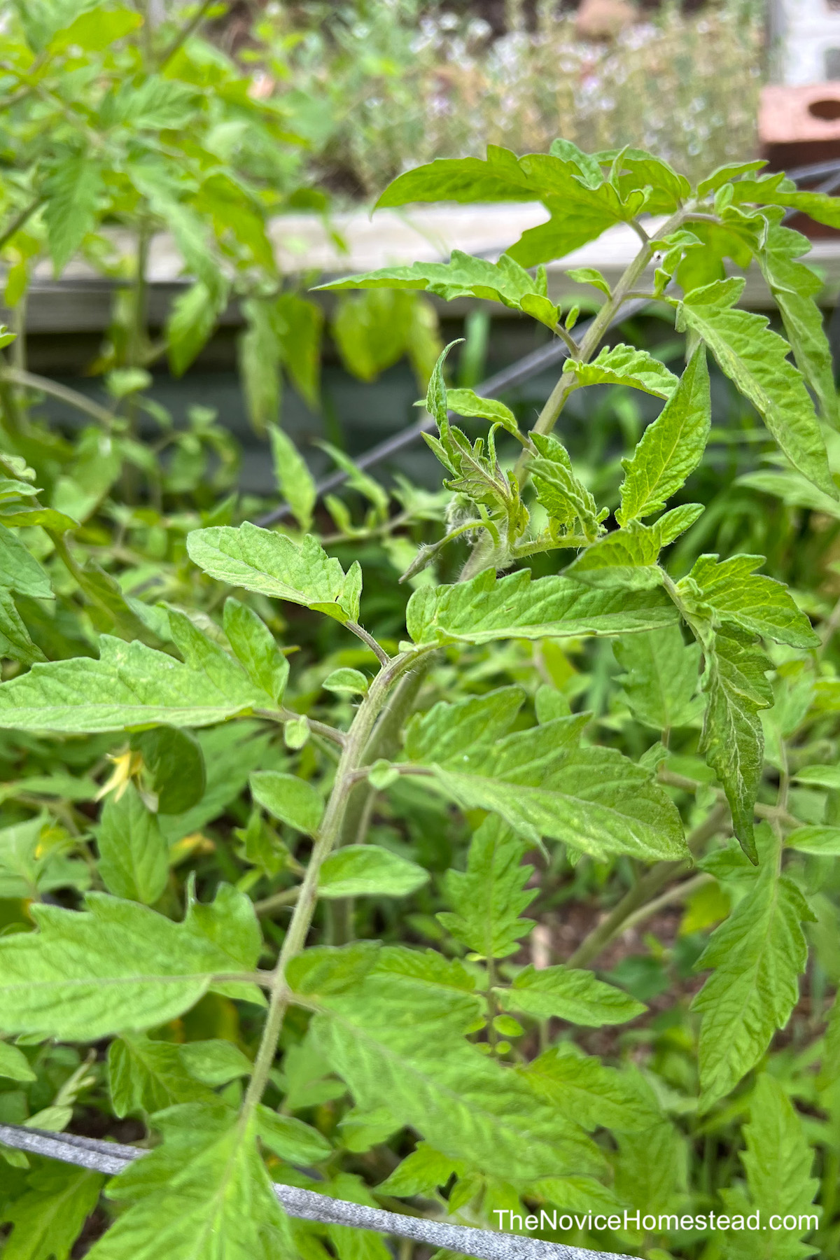 close up of healthy tomato plants