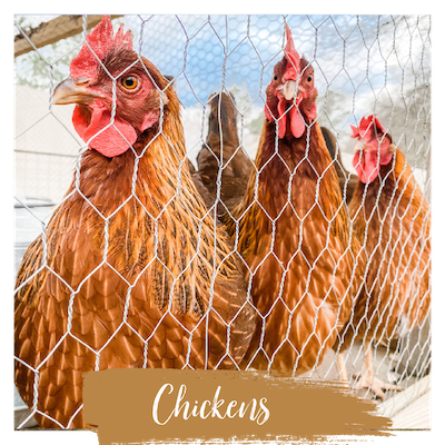 3 chickens in run; text overlay "Chickens"