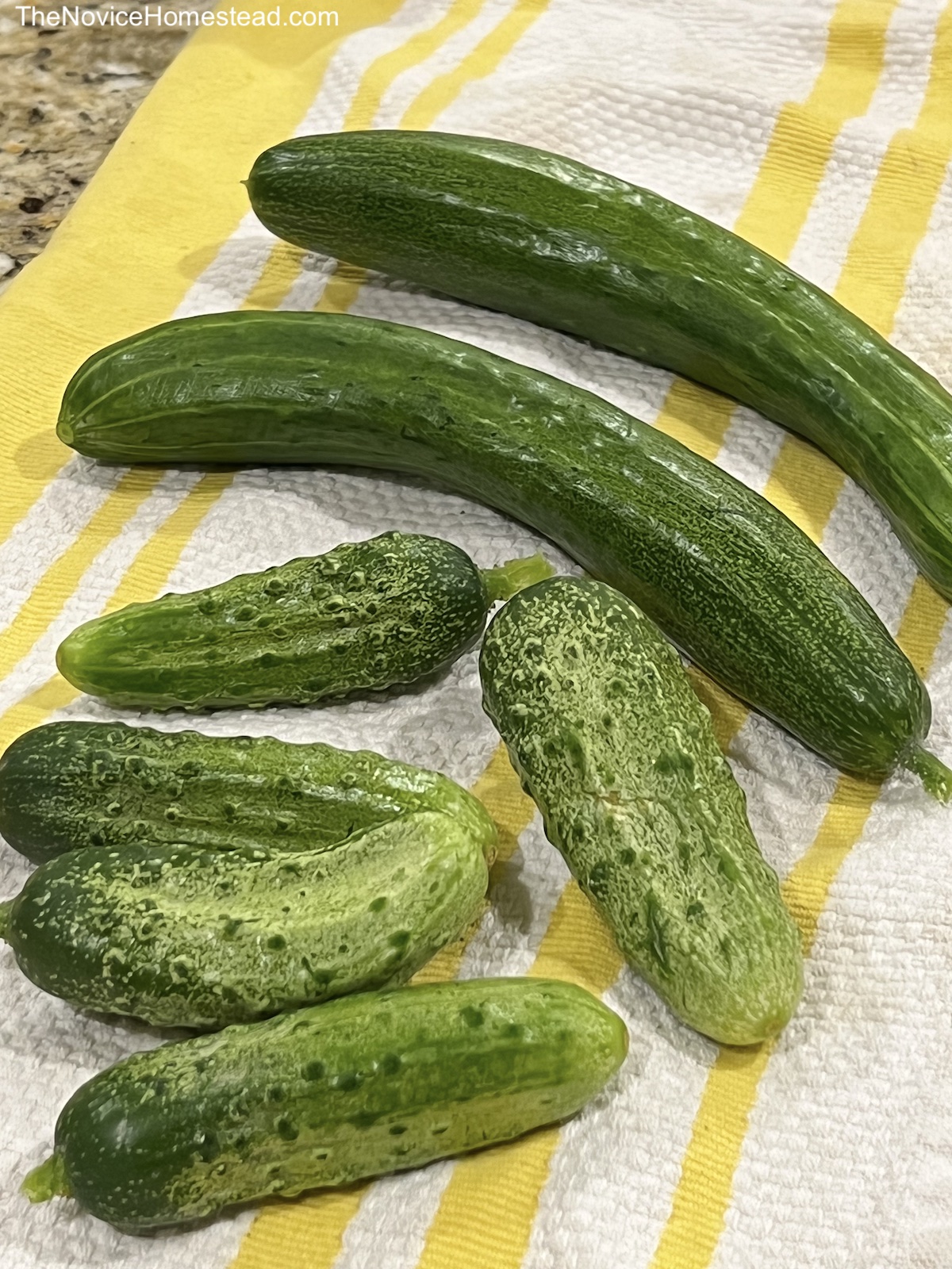 freshly picked cucumbers on countertop