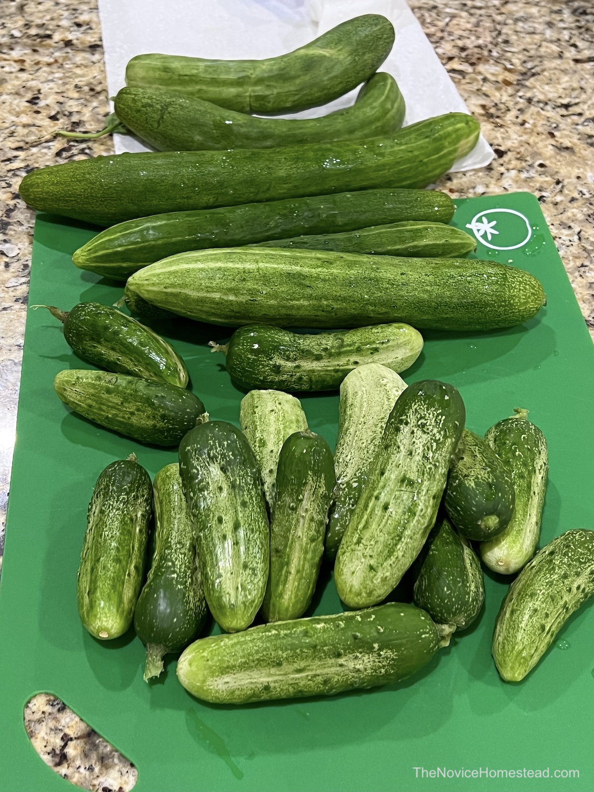 lots of cucumbers on the countertop
