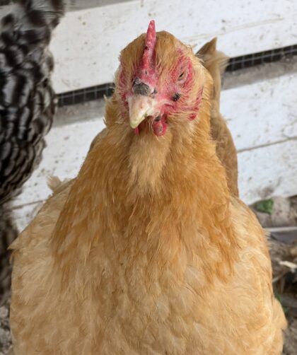 close up of a chicken with fowl pox on its face