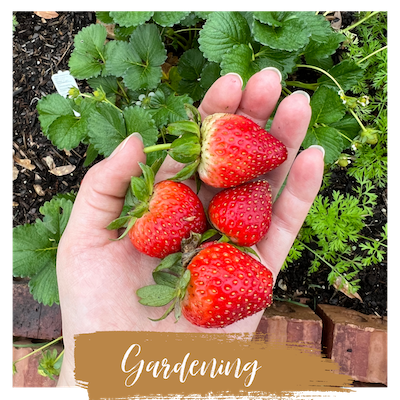 holding freshly picked strawberries; text overlay "Gardening"