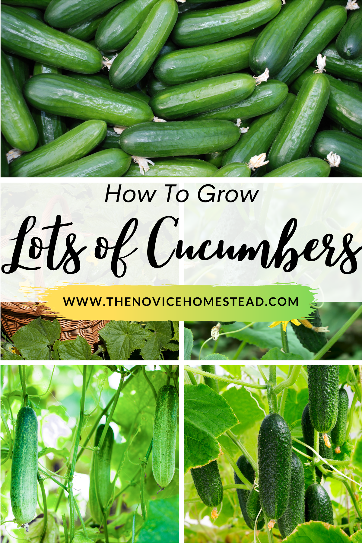 collage image of lots of ripe cucumbers; text overlay "How to Grow Lots of Cucumbers"