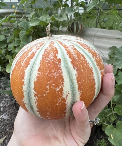 hand holding an orange kajari melon