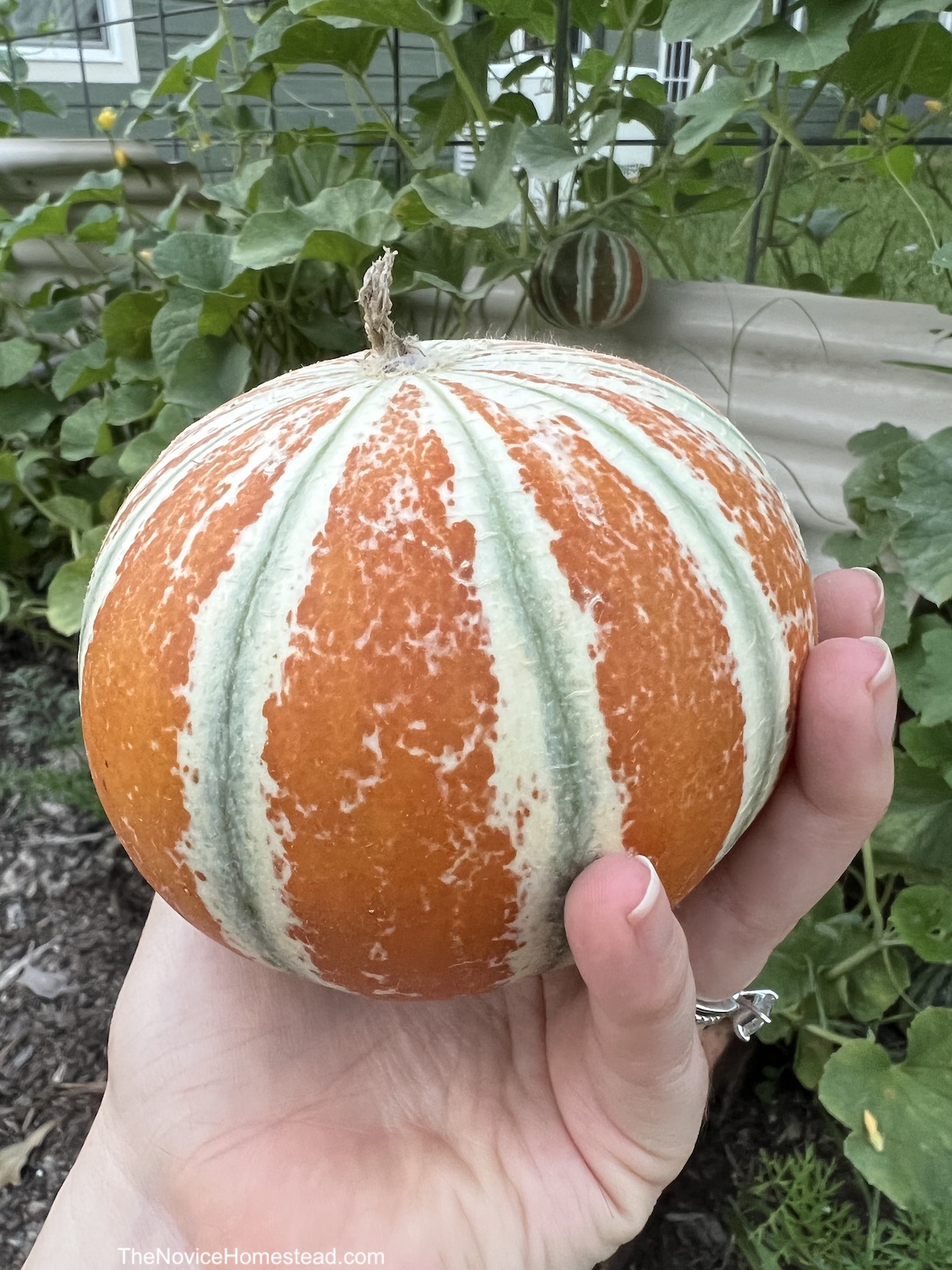 holding an orange kajari melon