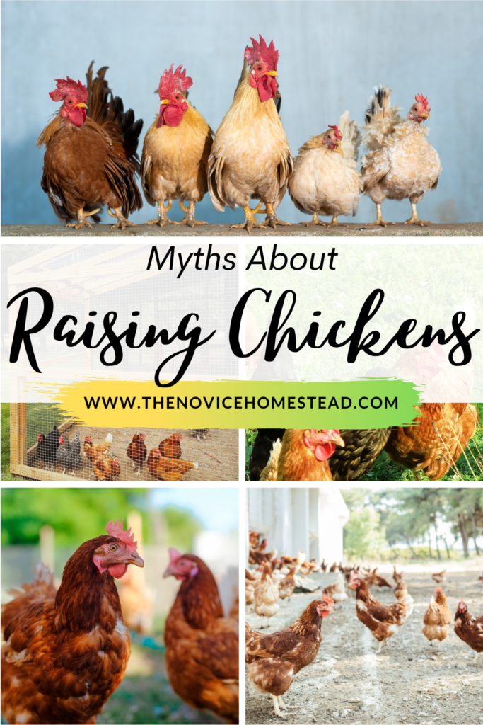 collage of chicken photos, with text overlay "Myths About Raising Chickens"
